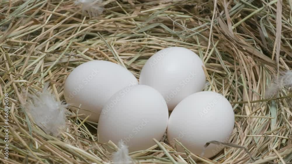 Feather Falls into a Nest with Eggs. The camera rotates around the nest with eggs. A white feather descends on one of the eggs Feather Falls into a Nest with Eggs. The camera rotates around the nest with eggs. A white feather descends on one of the eggs