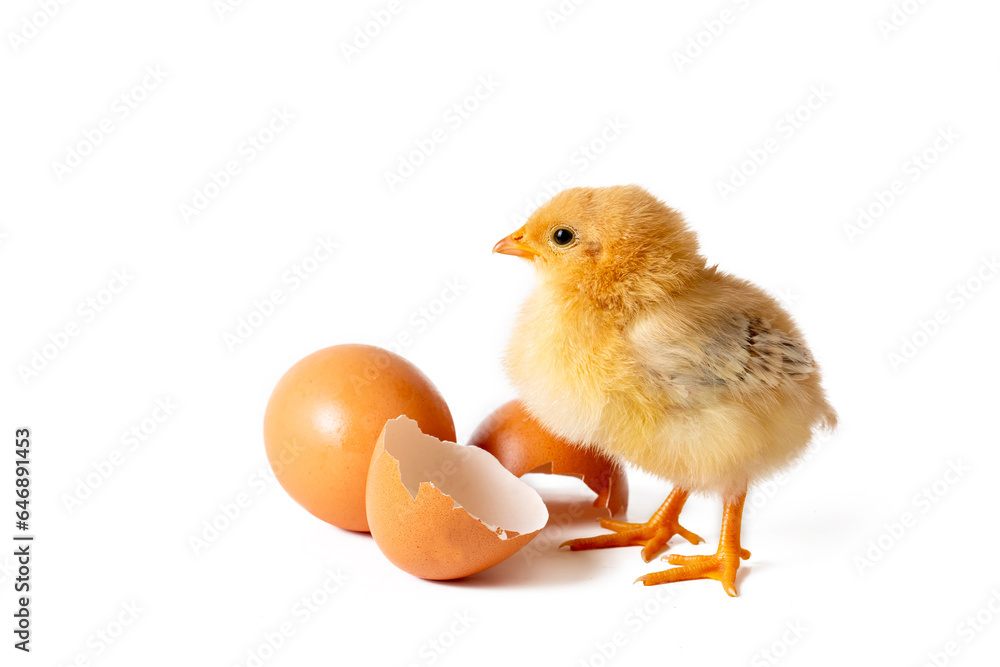 Obraz premium Little newborn yellow chicken standing near egg