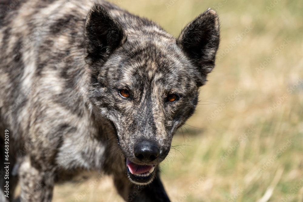 Cane pastore - Abruzzo - Italy