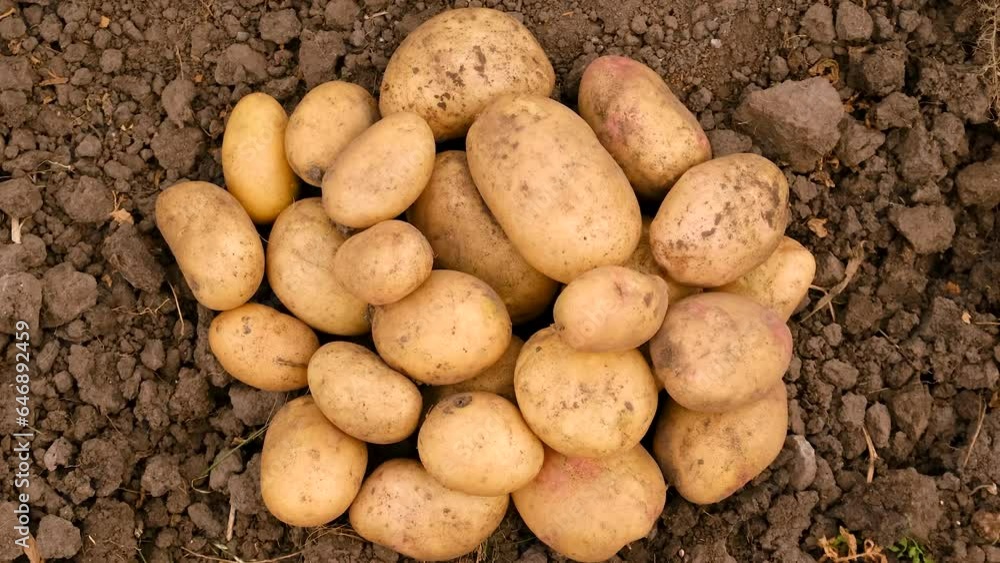 Harvesting potatoes in the garden. Selective focus. Harvesting potatoes in the garden. Selective focus.
