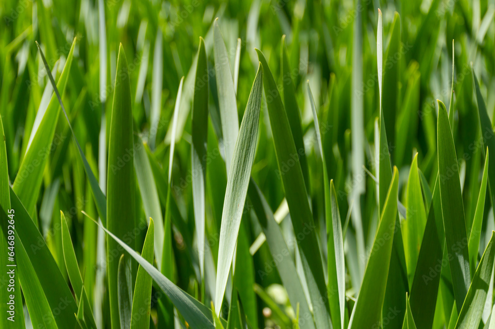 Very beautiful grass on a sunny spring day Very beautiful grass on a sunny spring day