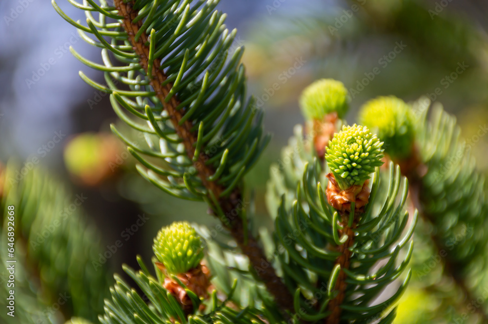New shoots in the spring of a coniferous tree in the forest New shoots in the spring of a coniferous tree in the forest