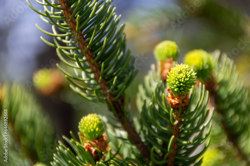 New shoots in the spring of a coniferous tree in the forest