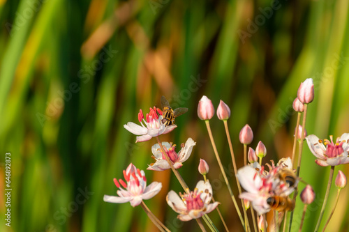 Honey bees collect nectar from pink flowers