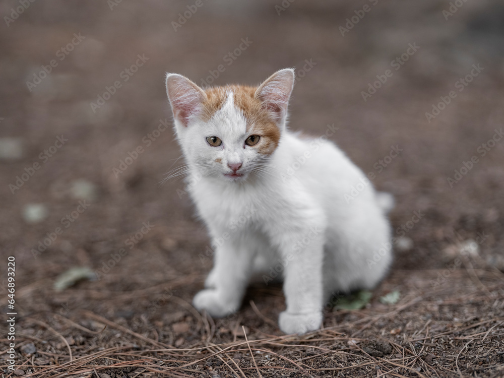 cute cat portrait