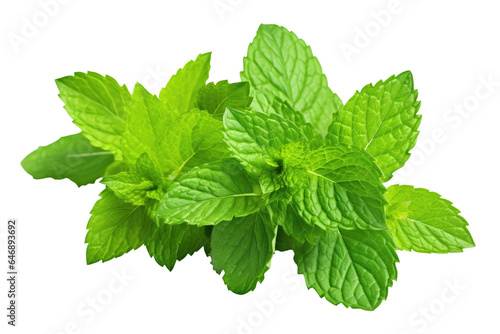 Fresh Peppermint or mine leaf isolated on transparent background, Asian organic Herb and spice concept, Natural organic healthy plant.