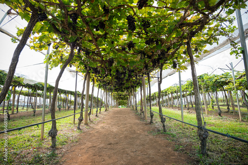 Agriculture of wine grapes in PB Valley Khao Yai, Northern Thailand
