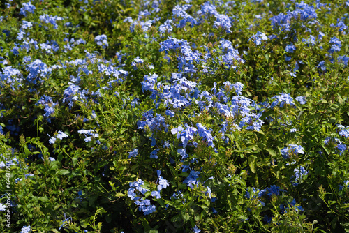 Image of Blue Plumbago - blue plumbago or Cape plumbago, is a species of flowering plant in the family Plumbaginaceae, native to South Africa. photo