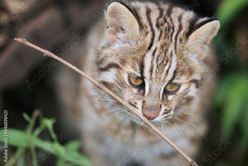 ツシマヤマネコ