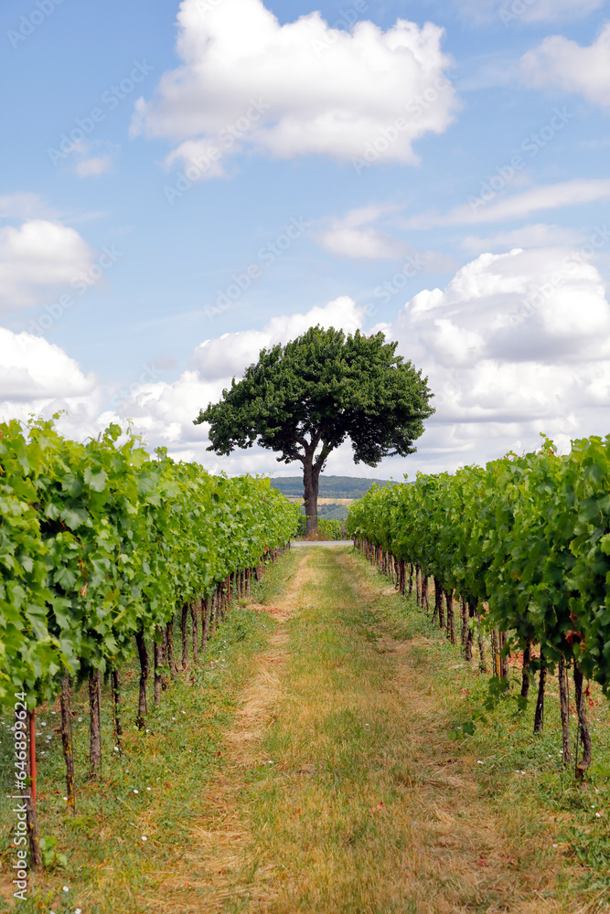 Blick durch eine Weingartenzeile auf einen Kirschbaum
