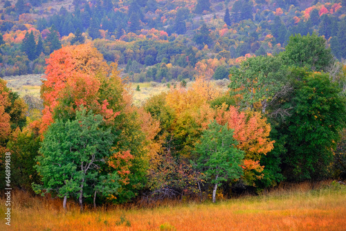 Fototapeta Naklejka Na Ścianę i Meble -  Fall Trees in Field with Mountains in Background