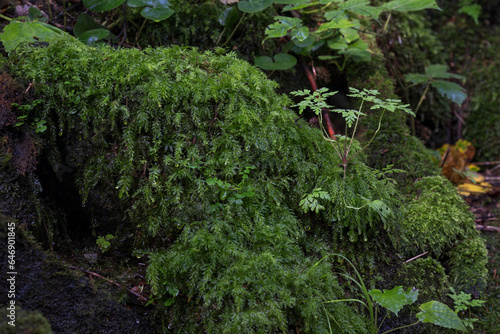 A plant growing on a stone with moss.
