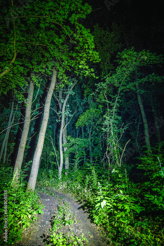 path in the forest