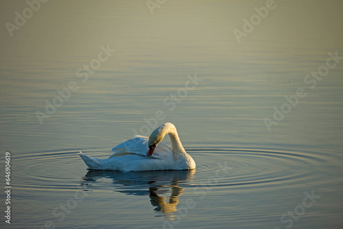single white swan on lake Ros near Pisz in Poland photo