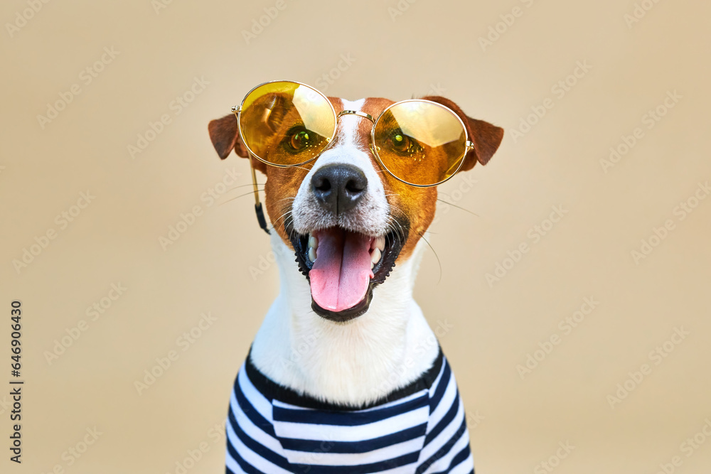 Cute Jack russel dog dressed in striped t-shirt