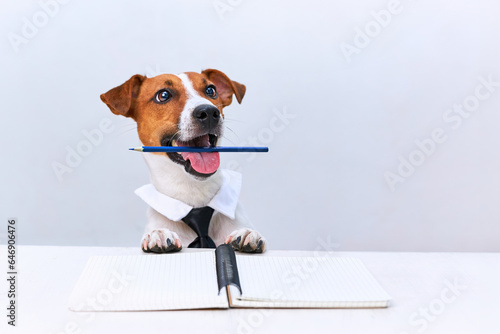 Jack russell terrier dog with tie on white background. Copy space