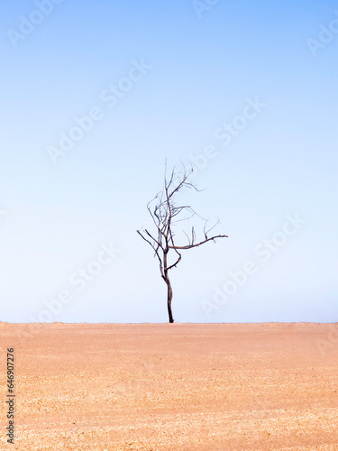 arbol 