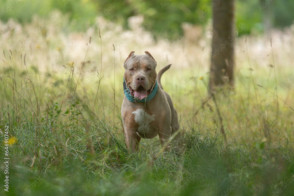 Portrait d'un chien de race americain bully XL Portrait d'un chien de race americain bully XL
