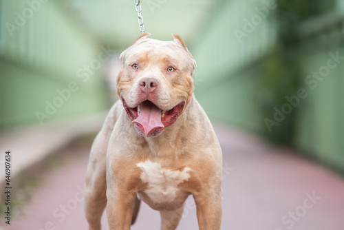 Portrait d'un chien de race americain bully XL  © Alexandre