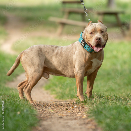 Portrait d un chien de race americain bully XL 