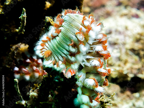 gusano coral