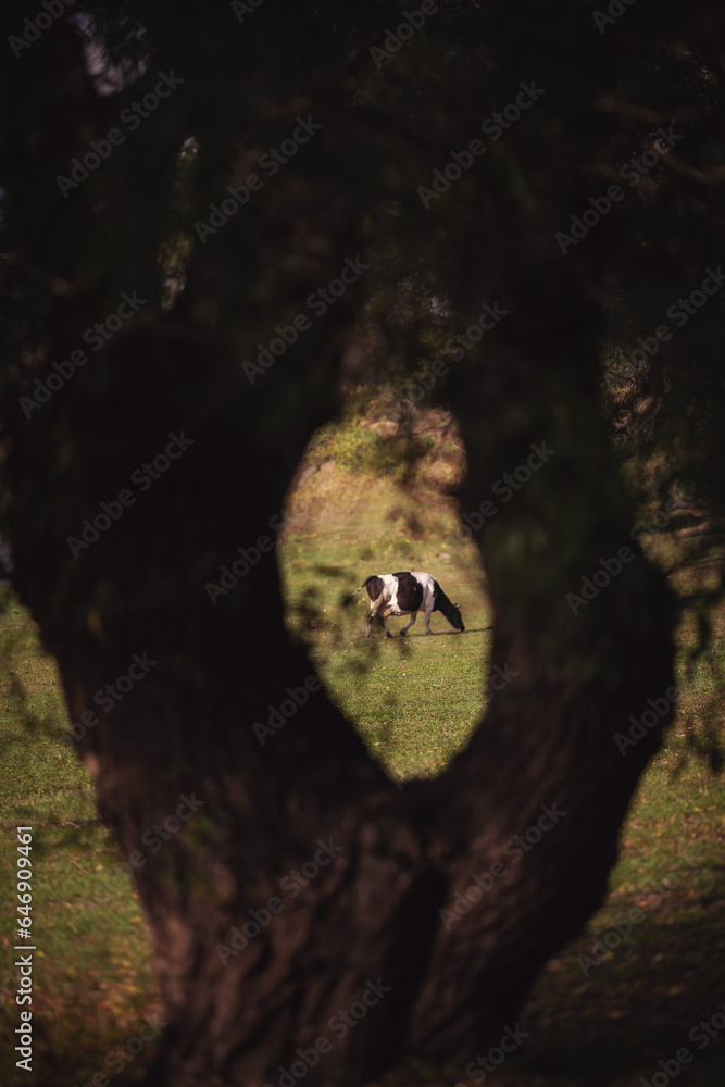 Family of cows at somerset fields. cows in a grassy field. Herd of domestic cows pasturing on grassy field in forest near dry tree during daytime. Holstein Friesian cows graze and rest under the trees