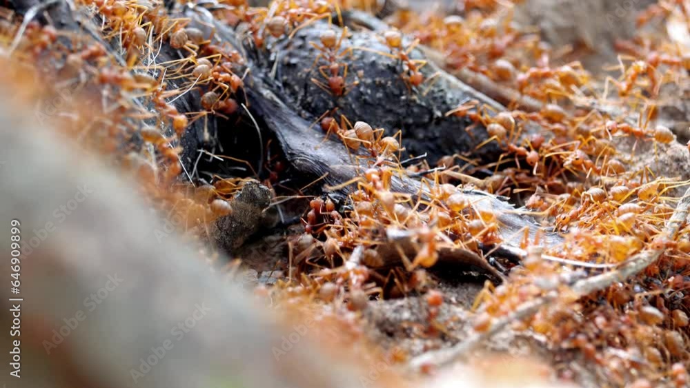 Weaver ants (Oecophylla smaragdina) on a liane carry parts from a dead bird Weaver ants (Oecophylla smaragdina) on a liane carry parts from a dead bird