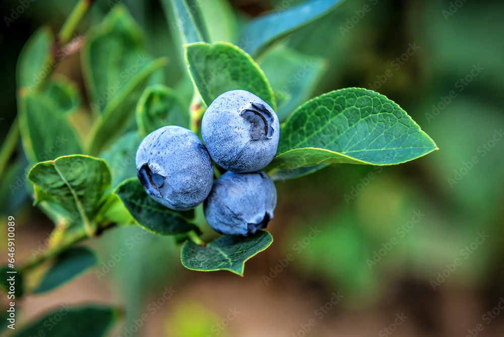 Blueberry. Fresh berries with leaves on branch in a garden. Blueberry. Fresh berries with leaves on branch in a garden.