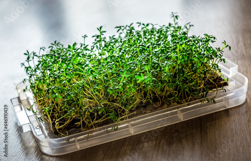 Growing fresh micro greens, raw sprouts in greenhouse home conditions. The concept of a healthy lifestyle and diet.