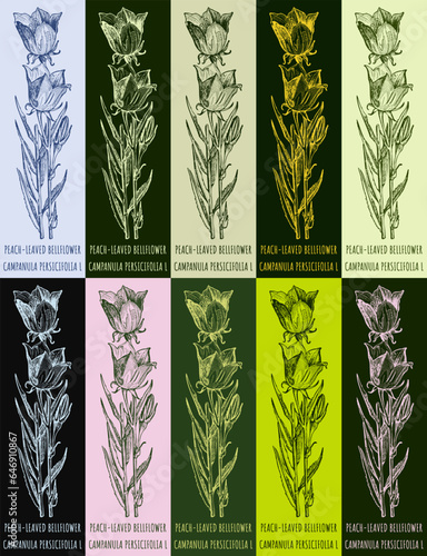 Set of vector drawing of PEACH-LEAVED BELLFLOWER in various colors. Hand drawn illustration. Latin name CAMPANULA PERSICIFOLIA L.
