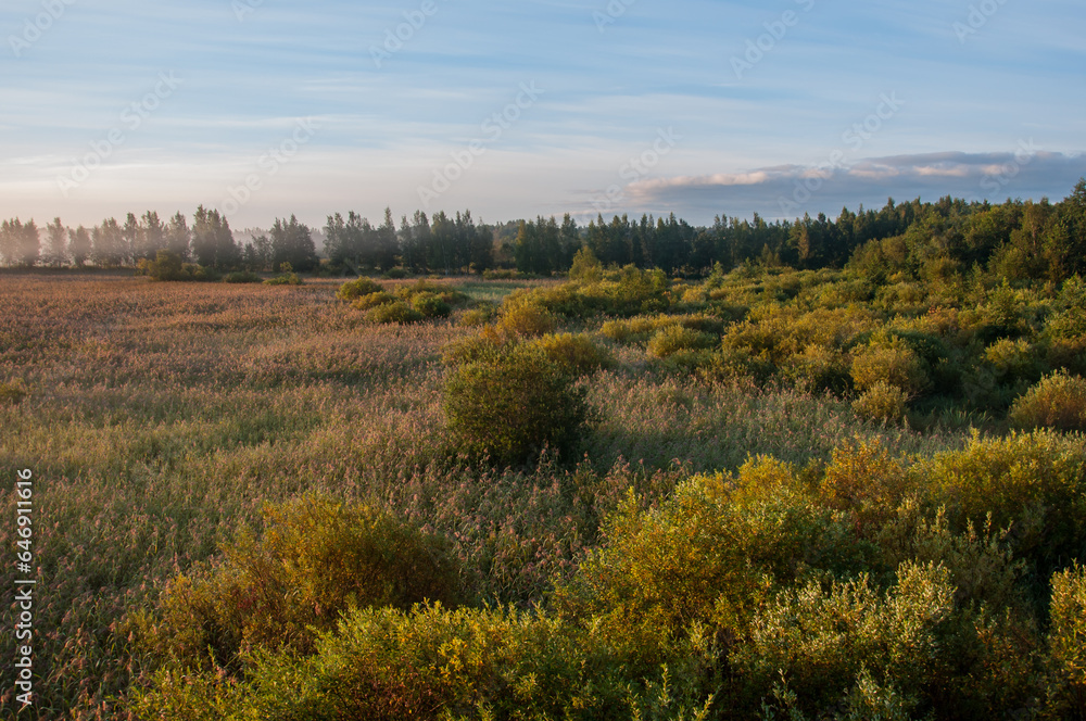 Early morning fog in the reeds of Kokemäenjoki river delta in Pori, Finland