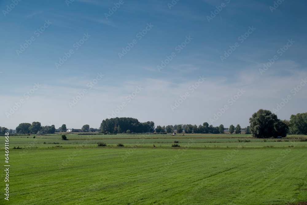 Grassland in a nature reserve in a Dutch polder in the province of North Brabant. In the background are trees