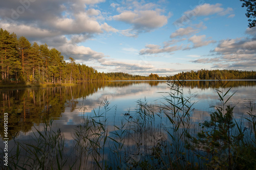 Autumn lake scenery with reeds in the foreground in the forests of Finland