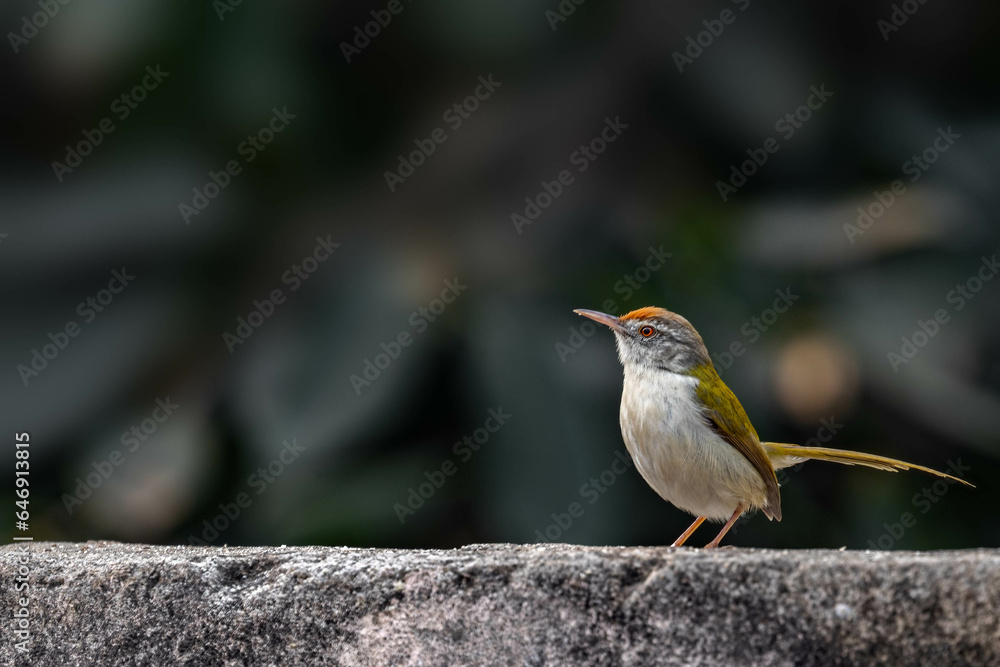 Fototapeta premium A Tailor bird