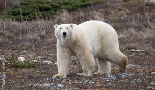 Polar bear in the wild