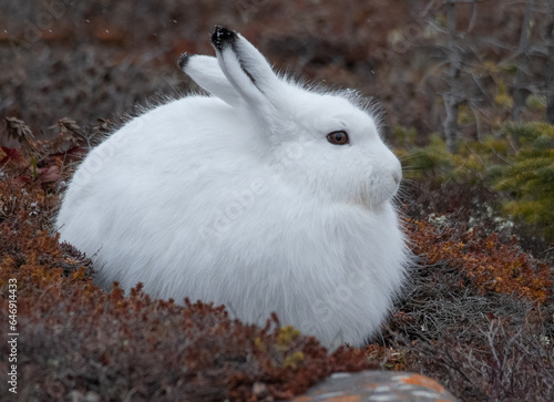 Arctic hare in the wild