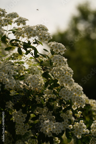 White flowers in nature