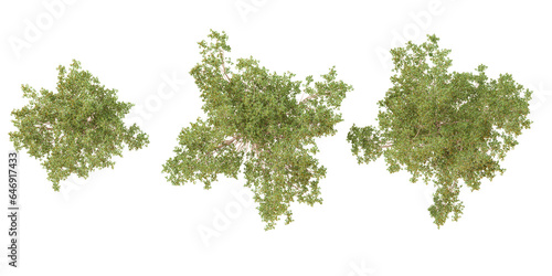 Ficus macropylla trees from the top view isolated white background
