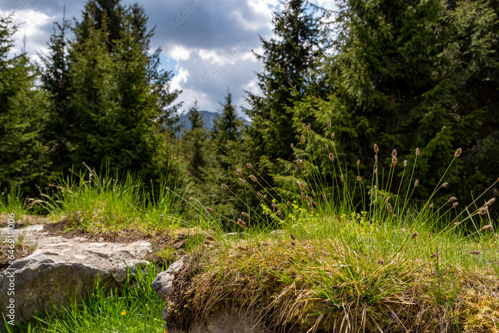 Grass and moss on an old natural stone wall overlooking the forest and clouds in the sky Grass and moss on an old natural stone wall overlooking the forest and clouds in the sky
