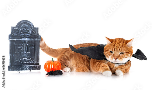 ginger cat and halloween