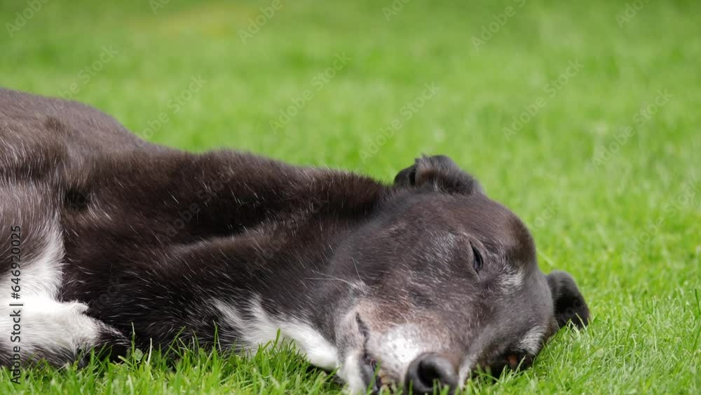 Greyhound dog resting on green grass lawn Greyhound dog resting on green grass lawn