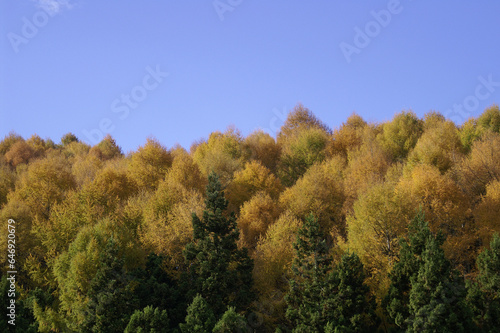 秋晴れの青空の下のカラマツと常緑樹の森林
