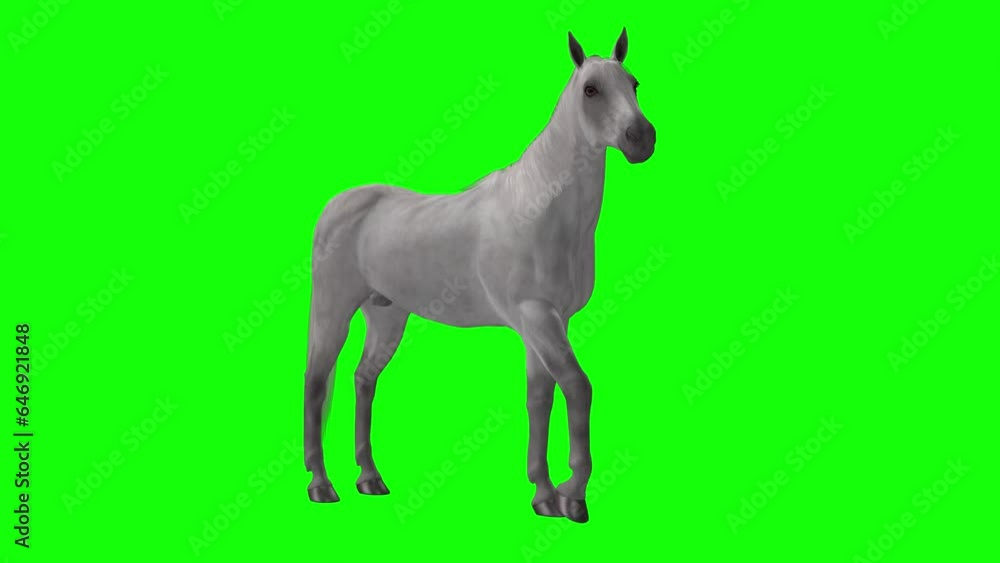 White Arabian Horse - Stomping Leg Loop - Green Screen - Realistic 3D animation White Arabian Horse - Stomping Leg Loop - Green Screen - Realistic 3D animation