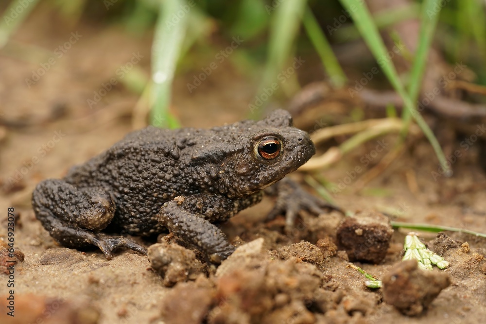 Full animal closeup on a brown male European common toad , Bufo bufo sitting on the ground in the garden Full animal closeup on a brown male European common toad , Bufo bufo sitting on the ground in the garden