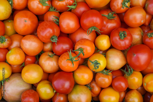background of fresh different varieties of tomatoes. tomato harvest.