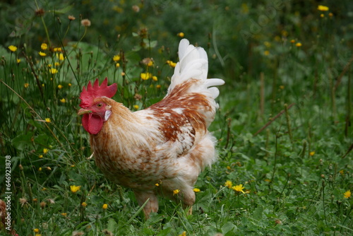 Coq roux dans le pré verdoyant photo