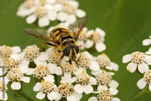 Closeup on a Batman or Deadhead hoverfly, Myathropa florea on a white Myathropa florea flower