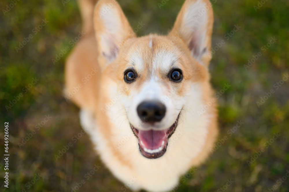 Portrait of a cheerful Welsh Corgi dog looking at the camera, outdoors on green grass on a summer day. Portrait of a cheerful Welsh Corgi dog looking at the camera, outdoors on green grass on a summer day.