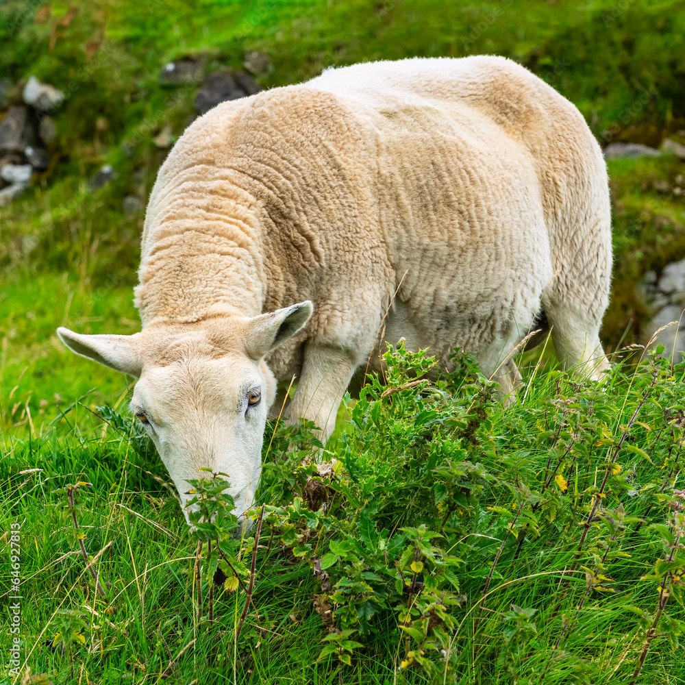 White sheep of typical breed of the Isle of Skye in the north of Scotland, UK. White sheep of typical breed of the Isle of Skye in the north of Scotland, UK.