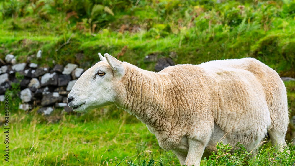 Fototapeta premium White sheep of typical breed of the Isle of Skye in the north of Scotland, UK.